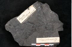 Foto (Detailansicht) von Palissya podocarpoides Ettingshausen (NHMW-GEO-2024-0188-10310)